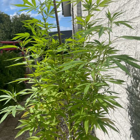 BCN Diesel CBD growlog timeline photo