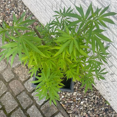 BCN Diesel CBD growlog timeline photo