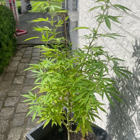 BCN Diesel CBD growlog timeline photo