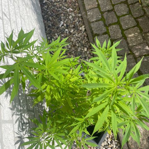 BCN Diesel CBD growlog timeline photo