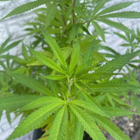 BCN Diesel CBD growlog timeline photo