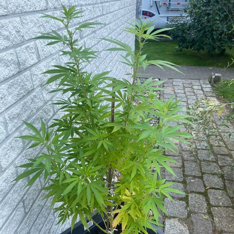 BCN Diesel CBD growlog timeline photo