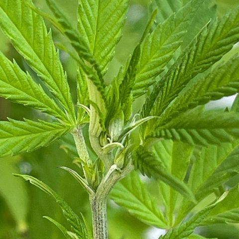 BCN Diesel CBD growlog timeline photo