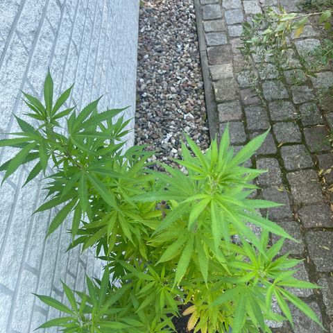 BCN Diesel CBD growlog timeline photo