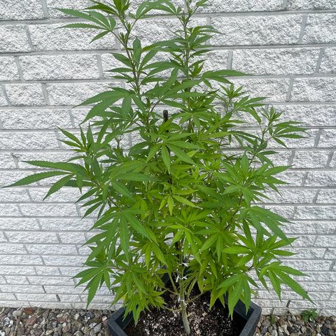 BCN Diesel CBD growlog timeline photo