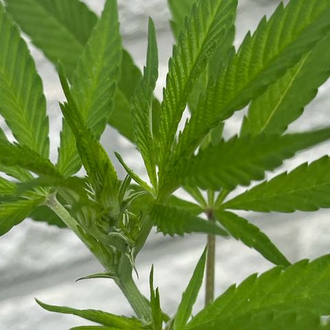 BCN Diesel CBD growlog timeline photo