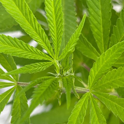 BCN Diesel CBD growlog timeline photo