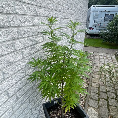 BCN Diesel CBD growlog timeline photo