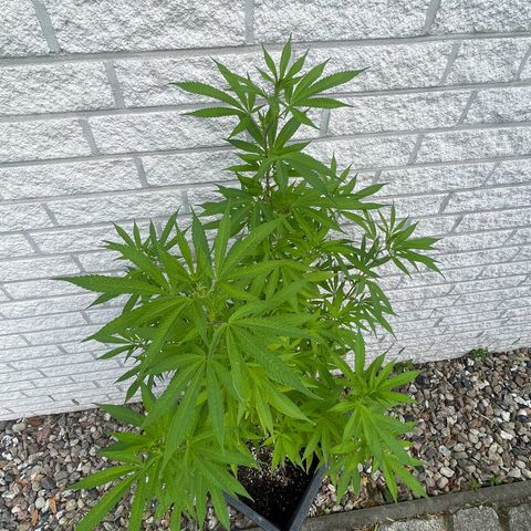 BCN Diesel CBD growlog timeline photo