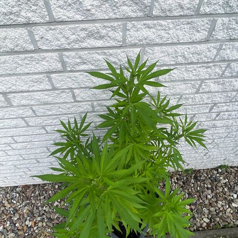 BCN Diesel CBD growlog timeline photo