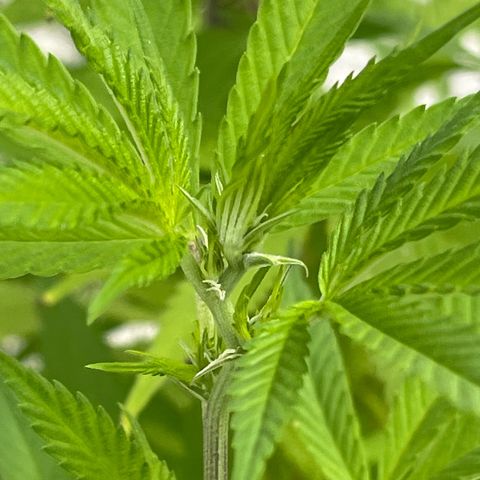 BCN Diesel CBD growlog timeline photo