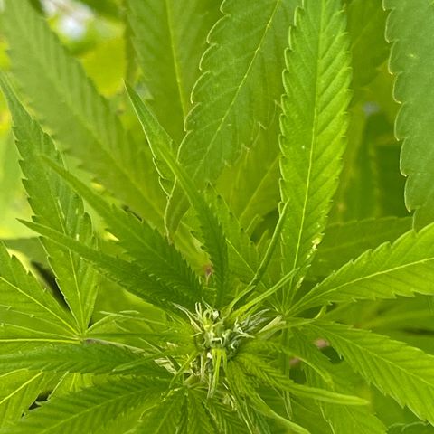 BCN Diesel CBD growlog timeline photo