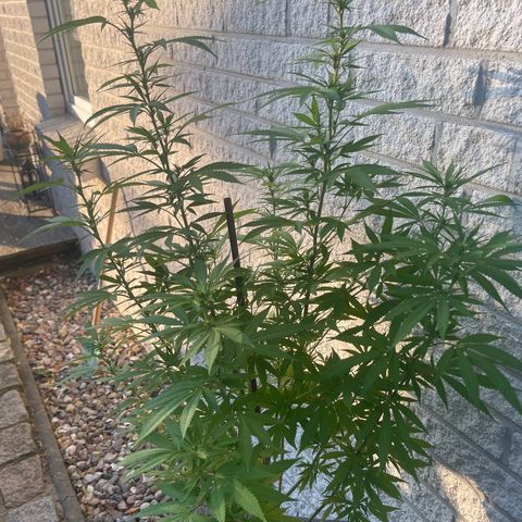 BCN Diesel CBD growlog timeline photo