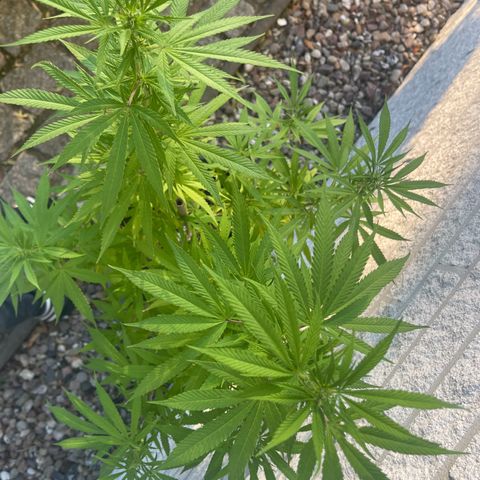 BCN Diesel CBD growlog timeline photo