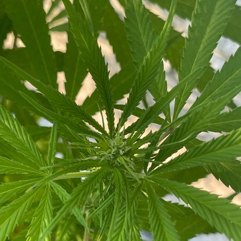 BCN Diesel CBD growlog timeline photo