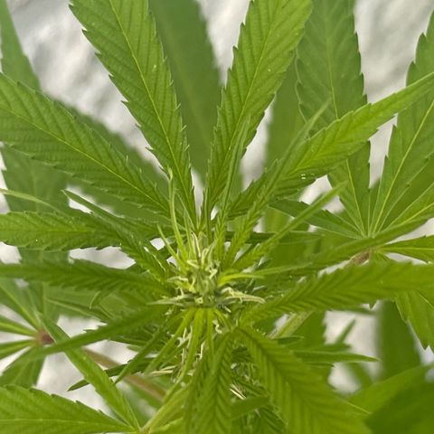 BCN Diesel CBD growlog timeline photo