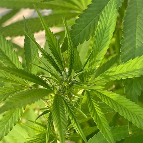 BCN Diesel CBD growlog timeline photo