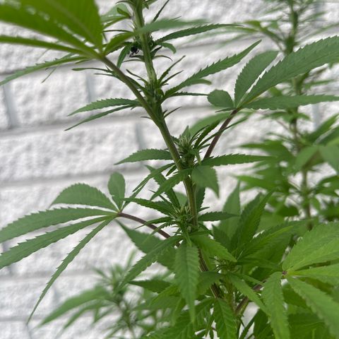 BCN Diesel CBD growlog timeline photo