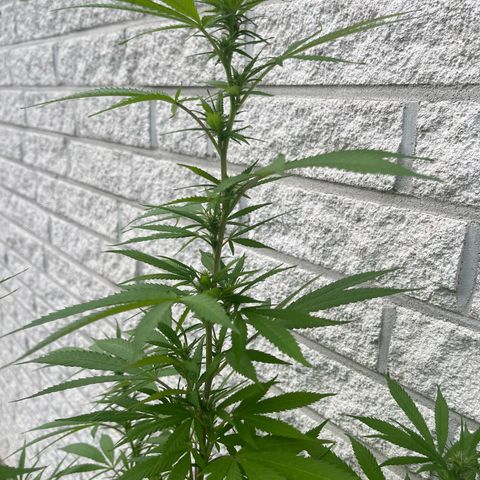 BCN Diesel CBD growlog timeline photo