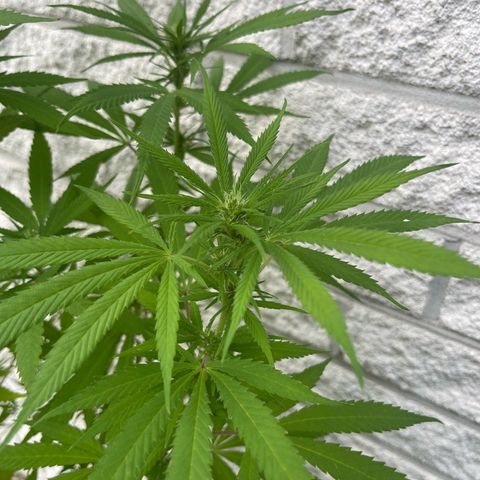 BCN Diesel CBD growlog timeline photo