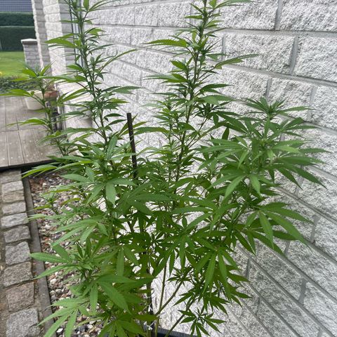 BCN Diesel CBD growlog timeline photo