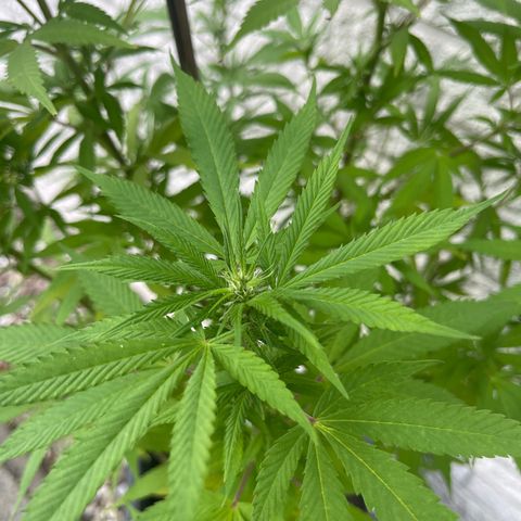 BCN Diesel CBD growlog timeline photo