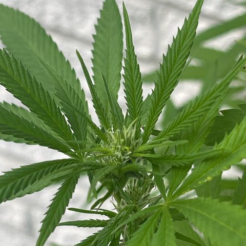 BCN Diesel CBD growlog timeline photo