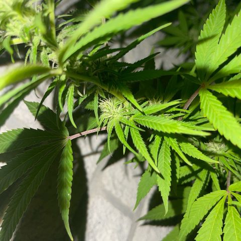 BCN Diesel CBD growlog timeline photo