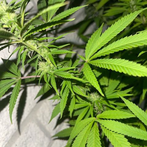 BCN Diesel CBD growlog timeline photo