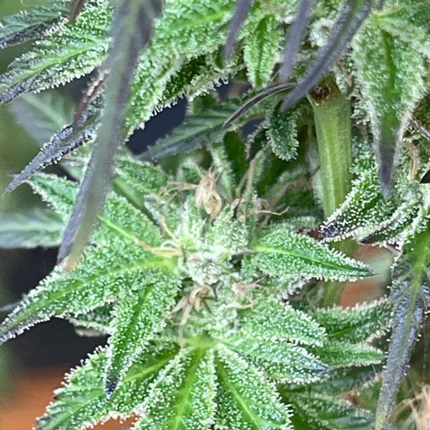 BCN Diesel CBD growlog timeline photo