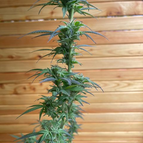 BCN Diesel CBD growlog timeline photo