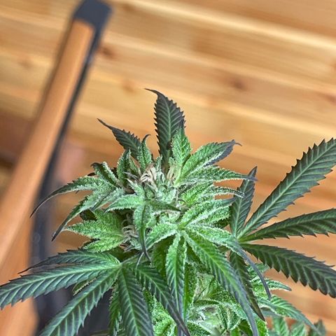 BCN Diesel CBD growlog timeline photo