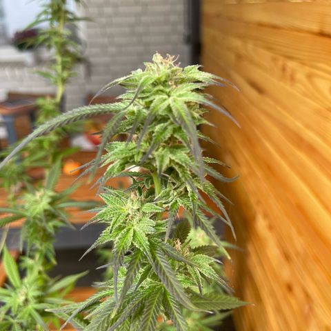 BCN Diesel CBD growlog timeline photo