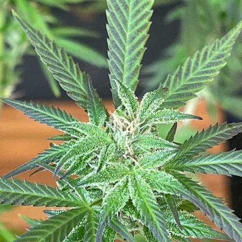 BCN Diesel CBD growlog timeline photo