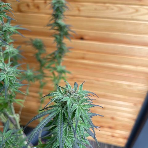 BCN Diesel CBD growlog timeline photo