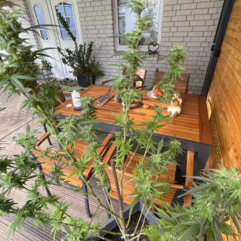 BCN Diesel CBD growlog timeline photo