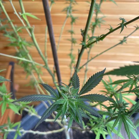 BCN Diesel CBD growlog timeline photo