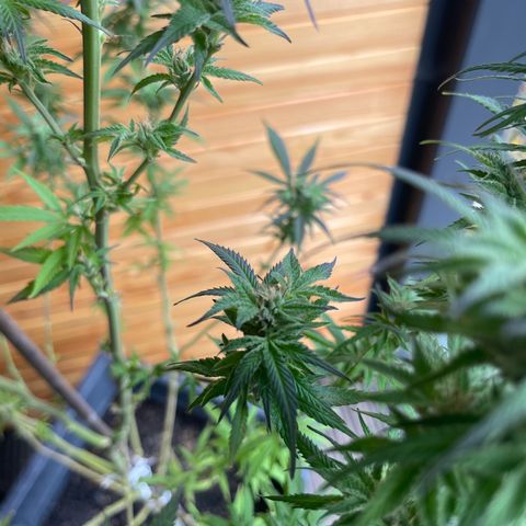 BCN Diesel CBD growlog timeline photo