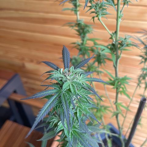 BCN Diesel CBD growlog timeline photo