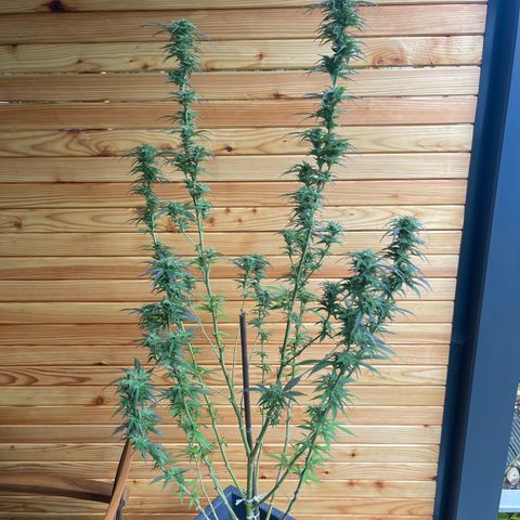 BCN Diesel CBD growlog timeline photo