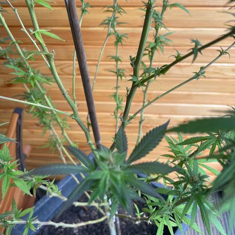 BCN Diesel CBD growlog timeline photo