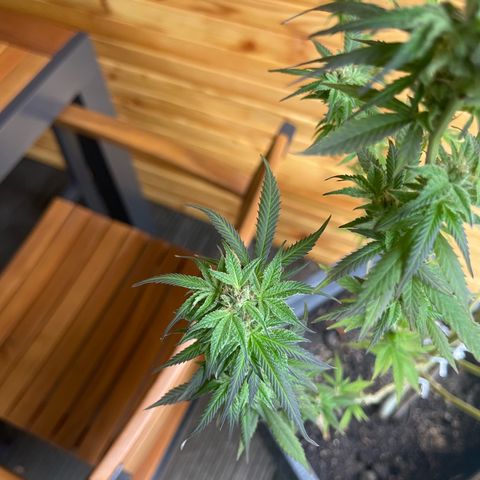 BCN Diesel CBD growlog timeline photo