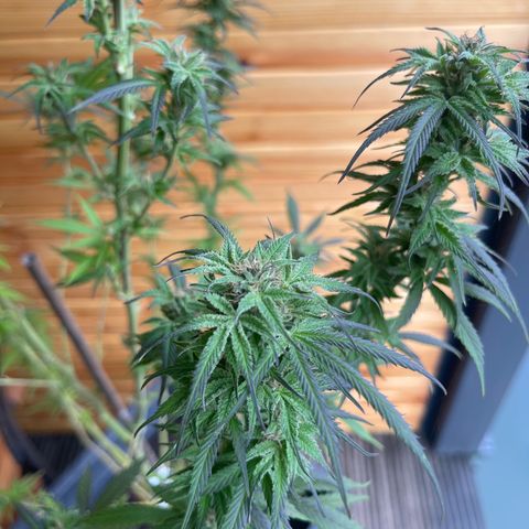 BCN Diesel CBD growlog timeline photo