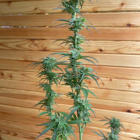 BCN Diesel CBD growlog timeline photo