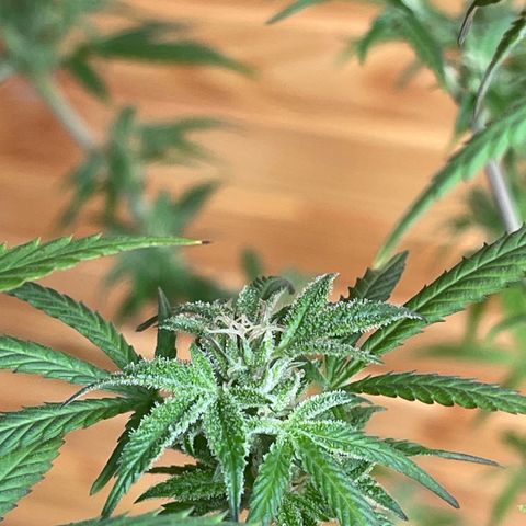 BCN Diesel CBD growlog timeline photo