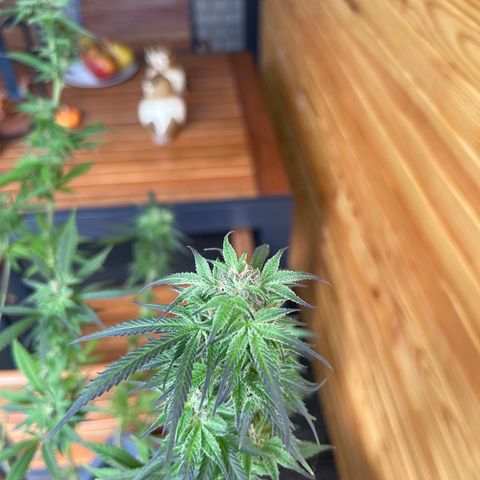 BCN Diesel CBD growlog timeline photo