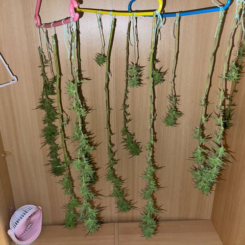 BCN Diesel CBD growlog timeline photo