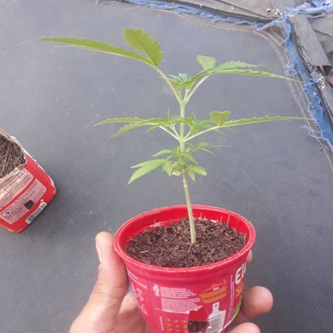 Genética desconhecida growlog timeline photo