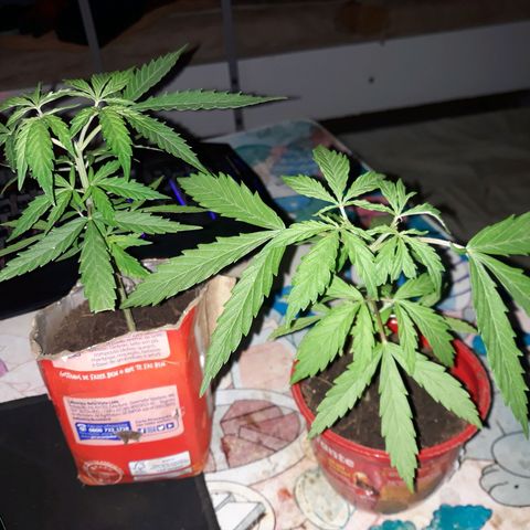 Genética desconhecida growlog photo: Estão crescendo 