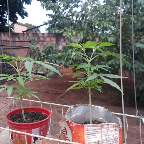 Genética desconhecida growlog timeline photo